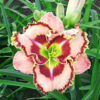 Саженцы Лилейник Mystic Image (Мистик Имейдж)