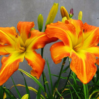 Саженцы Лилейник Carrick Wildon (Карик Вилдон)