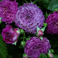 Саженцы Роза флорибунда Эбб Тайд