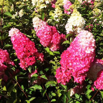 Гортензия метельчатая Fraise Melba (Фрайз Мельба)