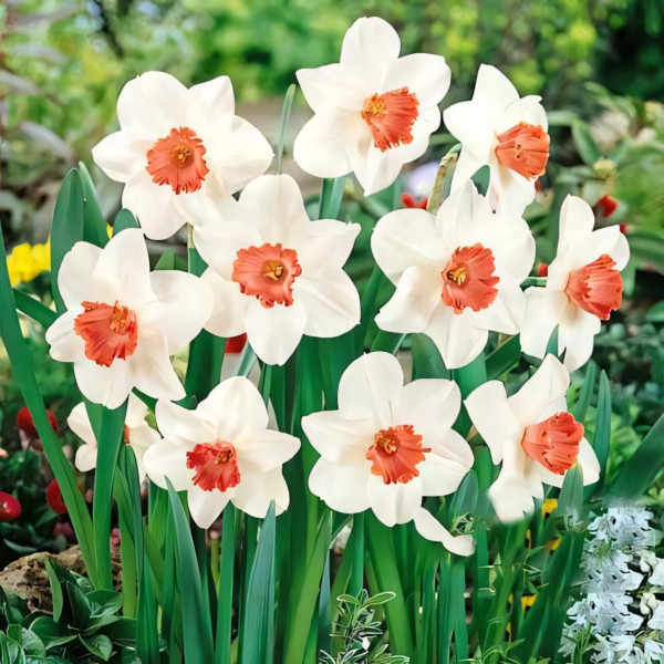 Луковицы Нарцисс крупноцветковый Пинк Шарм (в упаковке - 3шт.)