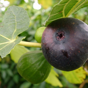 Саженцы Инжир Крымский Черный