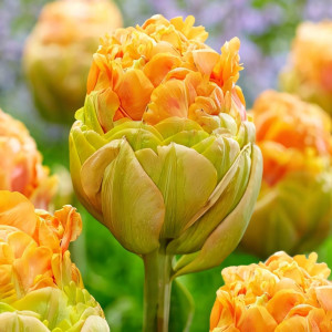 Тюльпан махровый Ле-Лаванду (в упаковке - 3шт.)