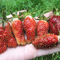 Клубника Ананасная 5 шт. в упаковке