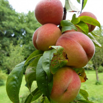 Саженцы Персик Фаворит Мореттини