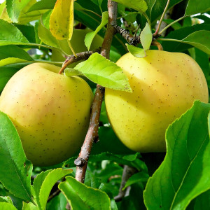 Саженцы Яблоко-груша Голден Делишес