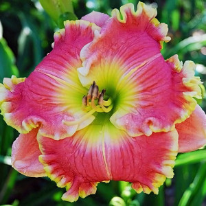 Саженцы Лилейник Dixie Sunrise (Дикси Санрайз)