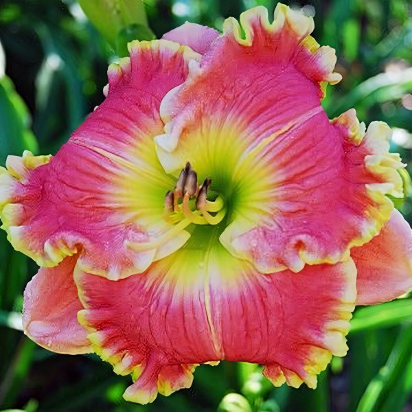 Саженцы Лилейник Dixie Sunrise (Дикси Санрайз)