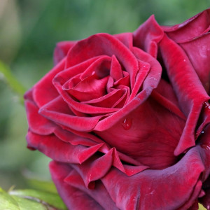 Саженцы Роза чайно-гибридная Блэк Бьюти