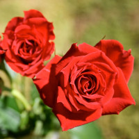 Саженцы Роза спрей Ред Микадо