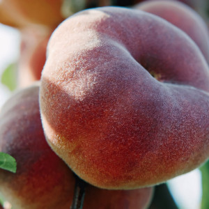 Саженцы Персик Инжирный