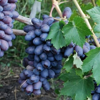 Саженцы Виноград Фуршетный