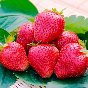 Клубника (крупноплодная) Вима Ксима 5 шт. в упаковке