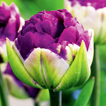 Тюльпан махровый Дабл Негрита (в упаковке - 3шт.)