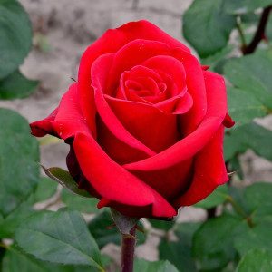 Саженцы Роза чайно-гибридная Ред Берлин