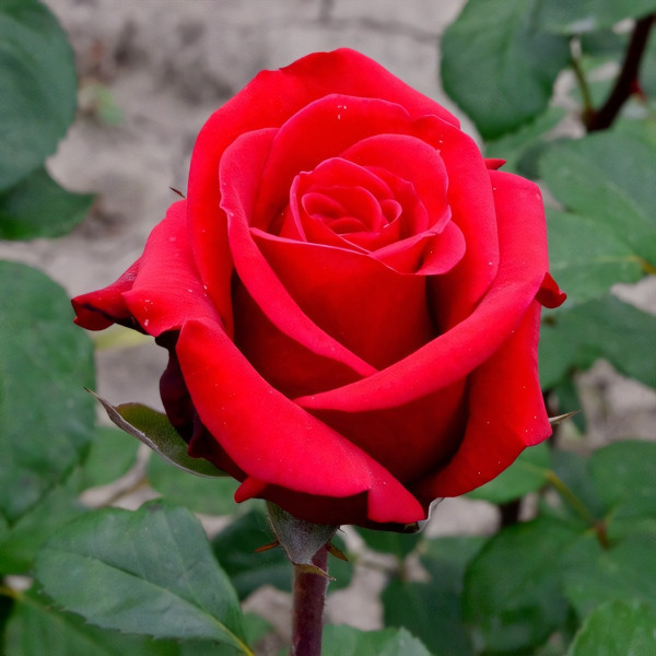 Саженцы Роза чайно-гибридная Ред Берлин