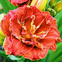 Саженцы Лилейник Paprika Flame (Паприка Флейм)