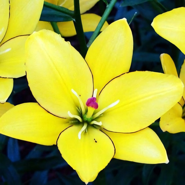 Луковицы  Лилия ЛА гибрид Yellow Cocot (Йеллоу Кокот) (3шт.)