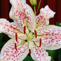 Луковицы  Лилия восточная Extravaganze (Экстраваганца) (3шт.)