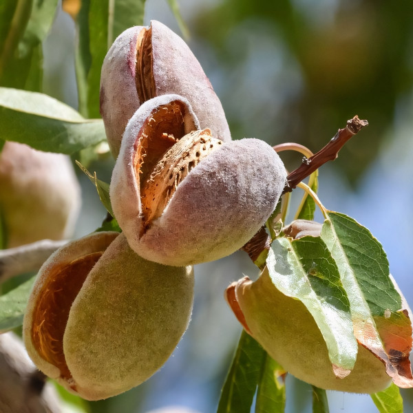 Саженцы Миндаль Виктория