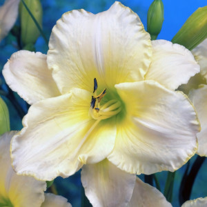 Саженцы Лилейник Arctic Snow (Арктик Сноу)