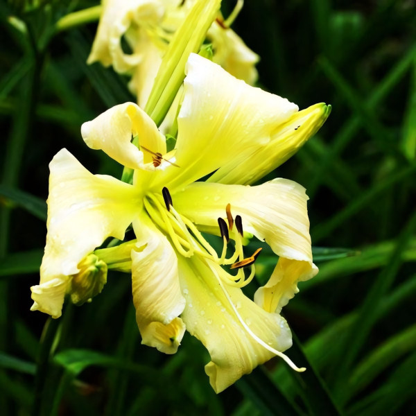 Саженцы Лилейник Dessert Icicle (Десерт Исайкл)