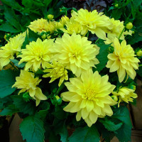 Саженцы Георгина гэллери Pinto (Пинто)