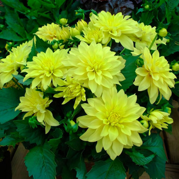 Саженцы Георгина гэллери Pinto (Пинто)