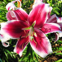 Луковицы Саженцы Лилия ОТ гибрид Miss Marple (Мисс Марпл) (3шт.)