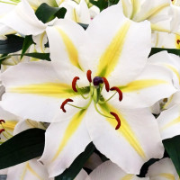 Луковицы  Лилия восточная Legend (Легенда) (3шт.)