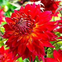 Саженцы Георгина Manhattan Island