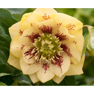 Морозник восточный Дабл Эллен Йеллоу Споттед 