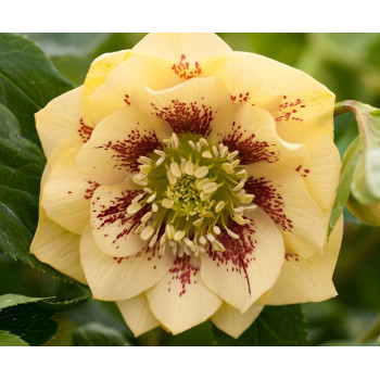 Морозник восточный Дабл Эллен Йеллоу Споттед 