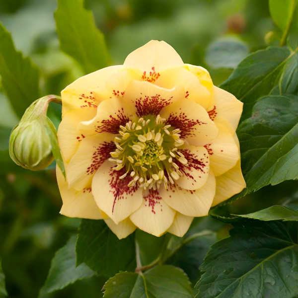 Саженец Морозник восточный Дабл Эллен Йеллоу Споттед