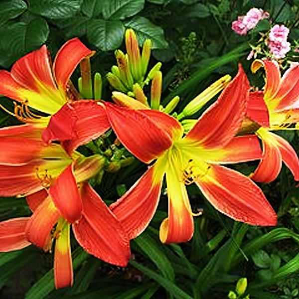 Саженцы Лилейник Long Stocking (Лонг Стокинг)