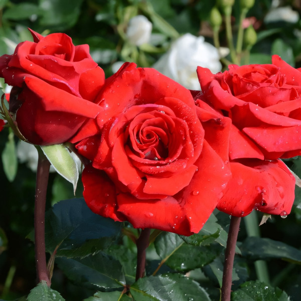 Саженцы Роза чайно-гибридная Ред Берлин