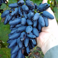 Саженцы Виноград Сувенир