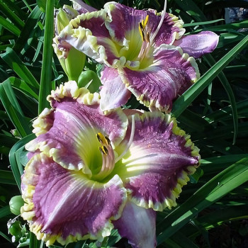 Саженцы Лилейник Bestseller (Бестселлер)