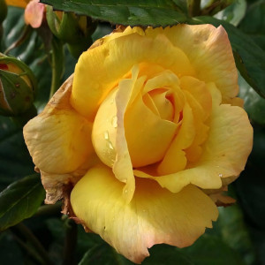 Саженцы Роза флорибунда Чайнатаун