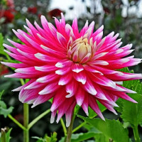 Саженцы Георгина AC Dark Horse