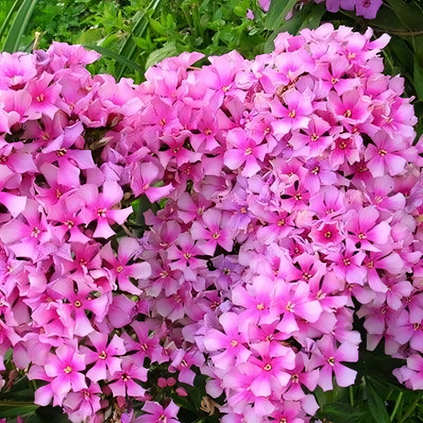 Саженцы Флокс Miss Elie (Мисс Эли)