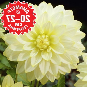 Саженцы Георгина Snowbound