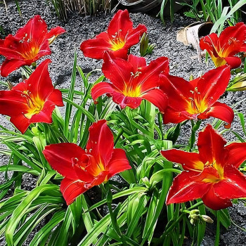 Саженцы Лилейник Anzac (Анзак)