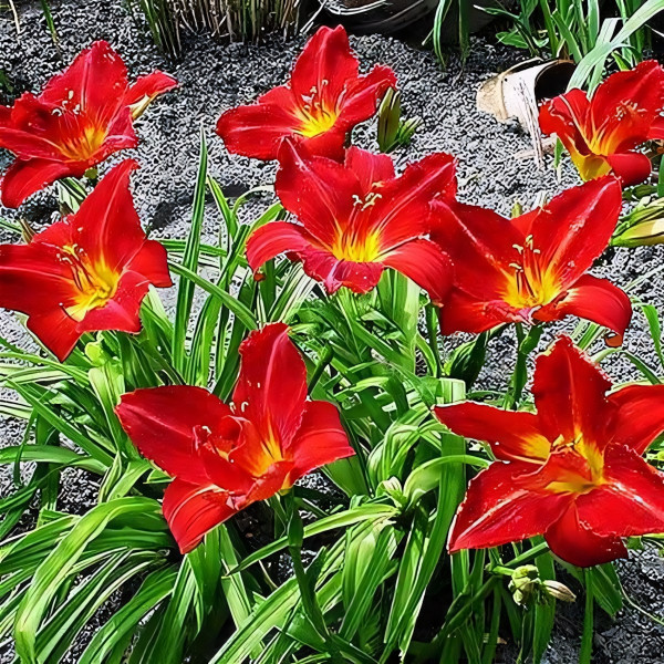 Саженцы Лилейник Anzac (Анзак)