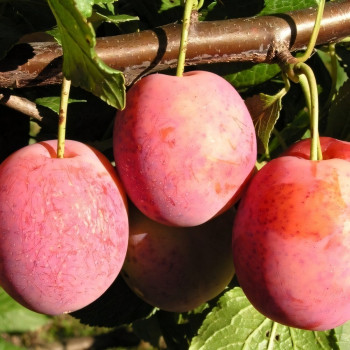 Саженцы Слива Виктория