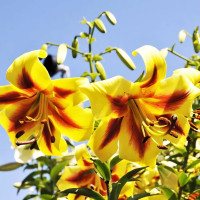 Луковицы Саженцы Лилия ОТ гибрид Robert Swanson (Роберт Свонсон) (3шт.)