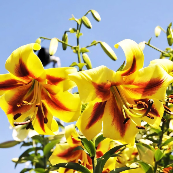 Луковицы Саженцы Лилия ОТ гибрид Robert Swanson (Роберт Свонсон) (3шт.)