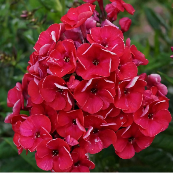 Саженцы Флокс Strawberry Daquiary (Строберри Дайкири)