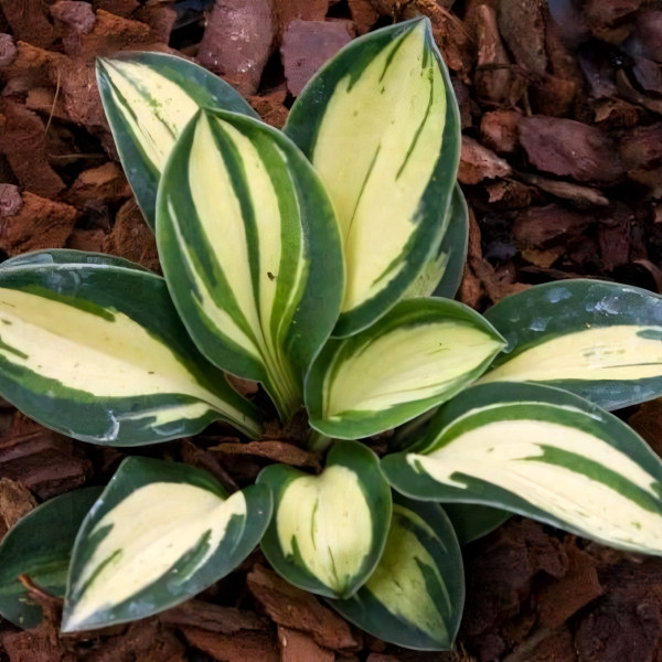 Саженцы Хоста Snow Mouse (Сноу Маус) S