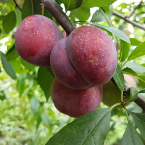 Саженцы Алыча Десертная